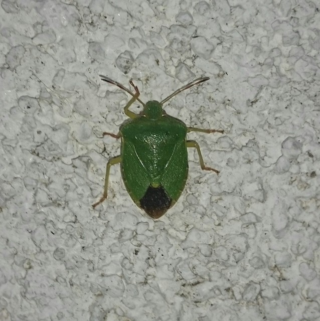 Palomena prasina - zöld bogyómászó-poloska Palomena prasina - zöld bogyómászó-poloska