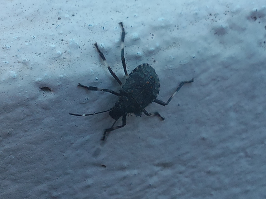 halyomorpha halys - Halyomorpha halys