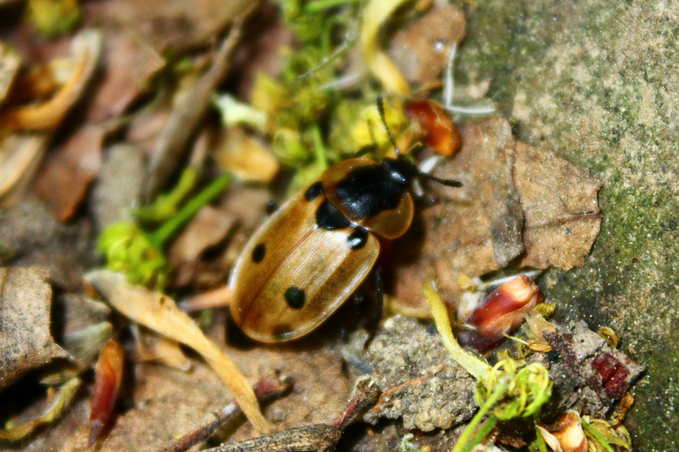 Dendroxena quadrimaculata - négypettyes dögbogár