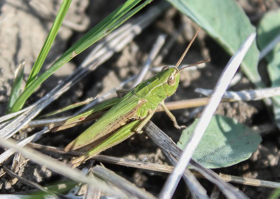 Chorthippus dorsatus - hátas rétisáska
