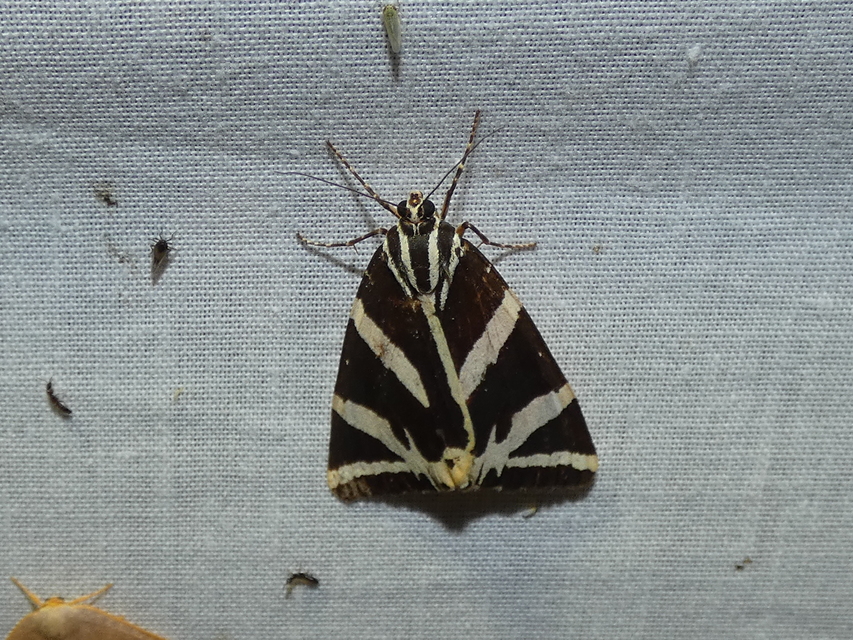 Euplagia quadripunctaria - csíkos medvelepke
