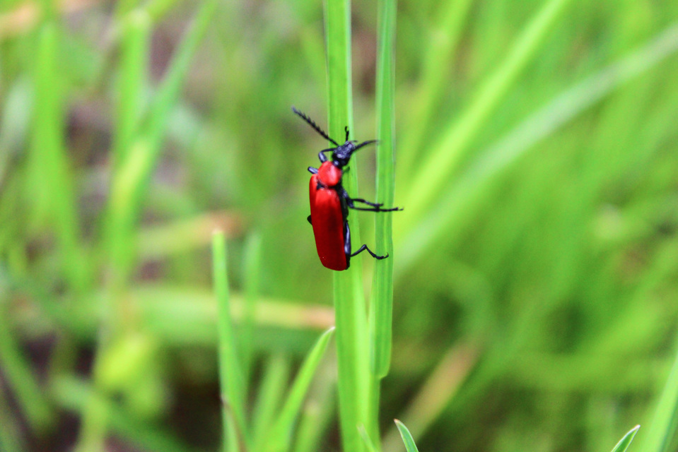Pyrochroa coccinea - nagy bíborbogár