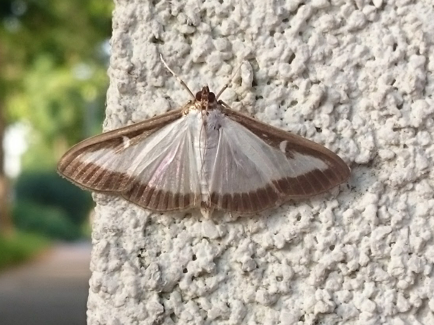 Cydalima perspectalis - puszpáng-tűzmoly