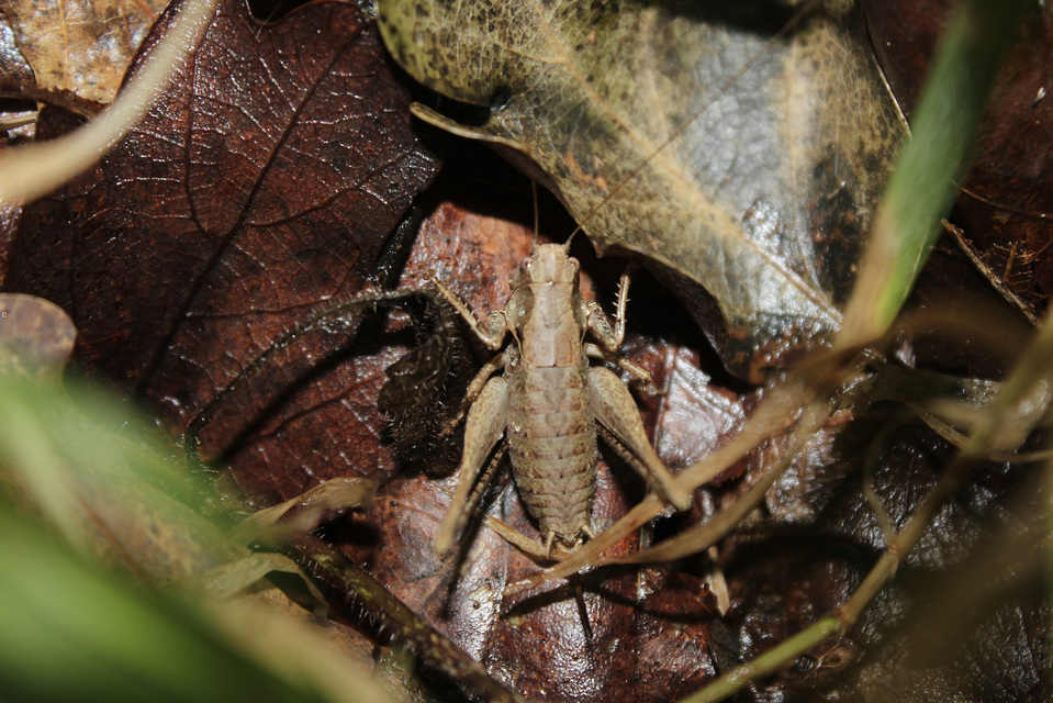 Pholidoptera griseoaptera - szürke avarszöcske