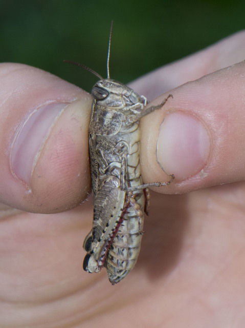 Calliptamus italicus - olaszsáska