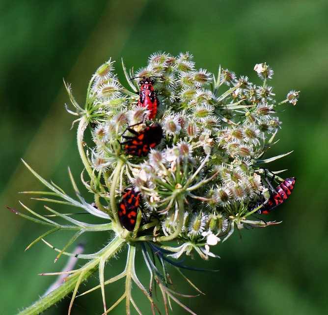Spilostethus saxatilis - virágbodobács