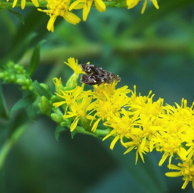 Anthophila fabriciana - lápréti levélmoly