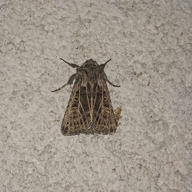 Tholera decimalis - közönséges fésűsbagoly