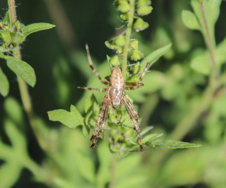 Araneus diadematus - koronás keresztespók
