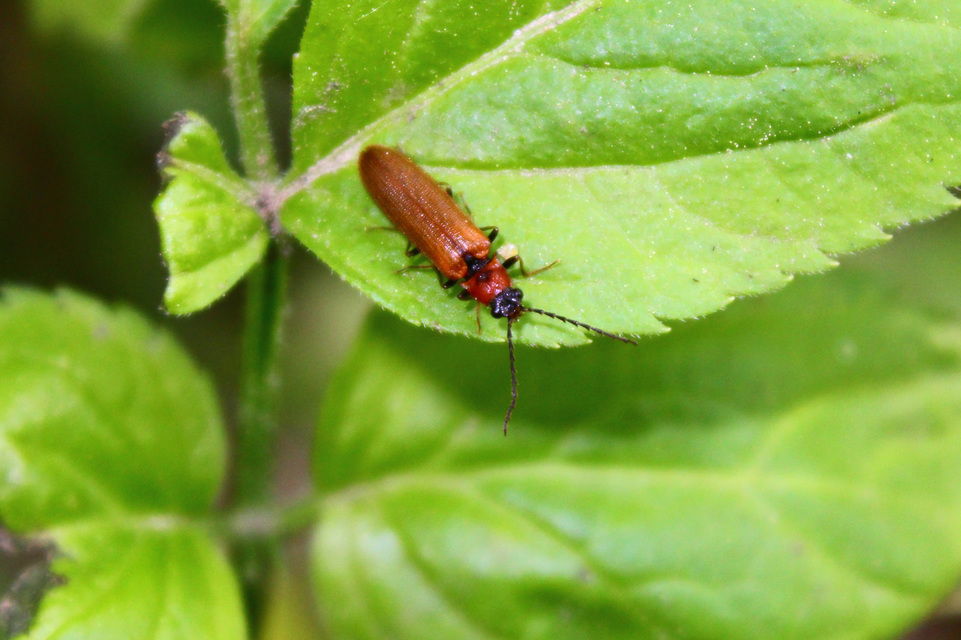 Denticollis linearis - dülledtszemű pattanó