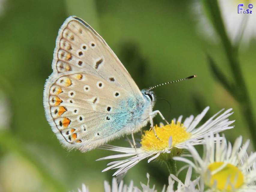 Polyommatus icarus - közönséges boglárka