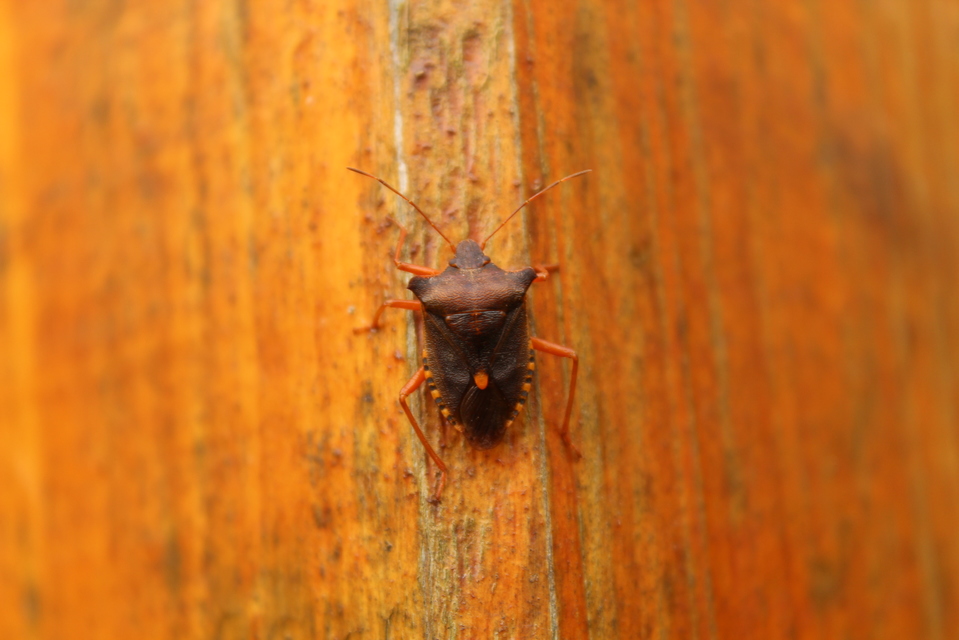 Pentatoma rufipes - vöröslábú címerespoloska Pentatoma rufipes - vöröslábú címerespoloska