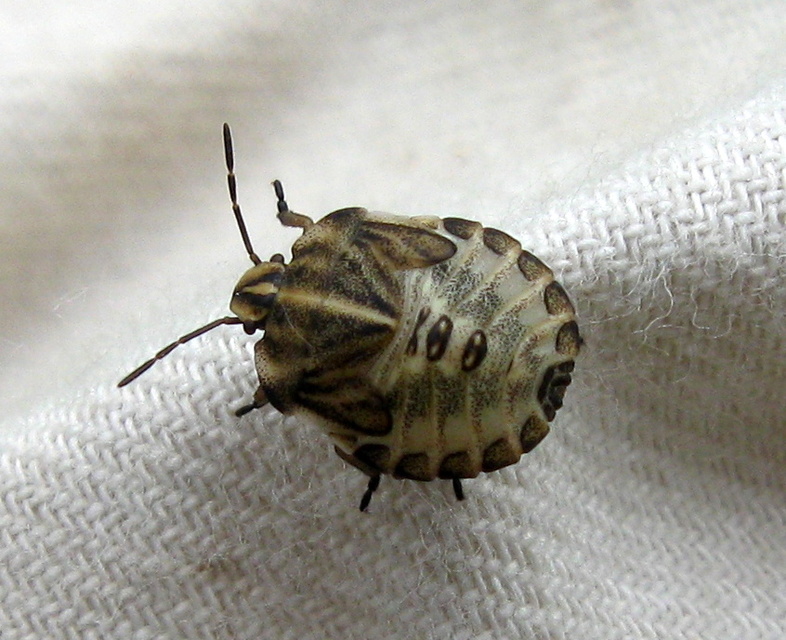 Graphosoma italicum - csíkos pajzsospoloska