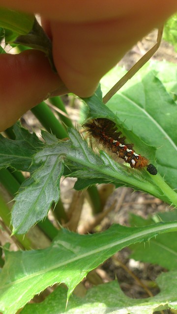 Acronicta rumicis - sóska-szigonyosbagoly Acronicta rumicis - sóska-szigonyosbagoly