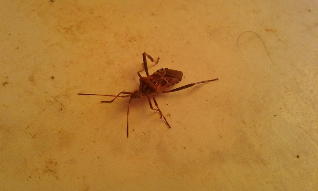 Leptoglossus occidentalis - nyugati levéllábú poloska