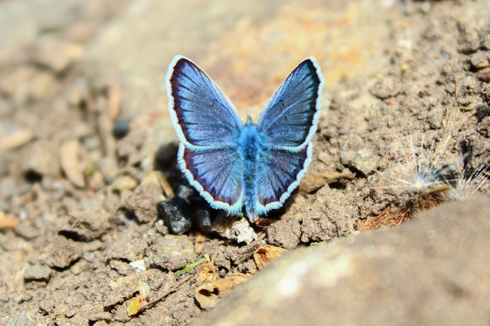 Plebejus argus - ezüstös boglárka
