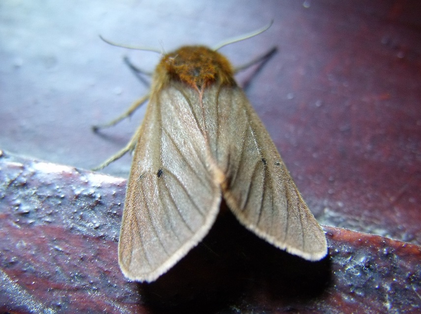 Phragmatobia fuliginosa - füstös medvelepke