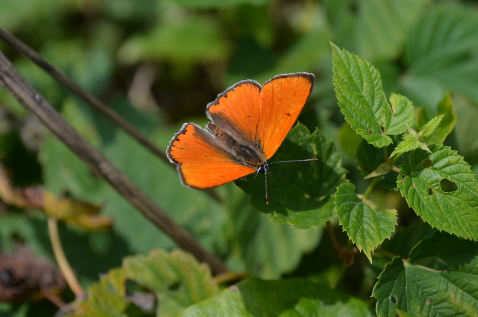 Lycaena dispar rutilus - nagy tűzlepke