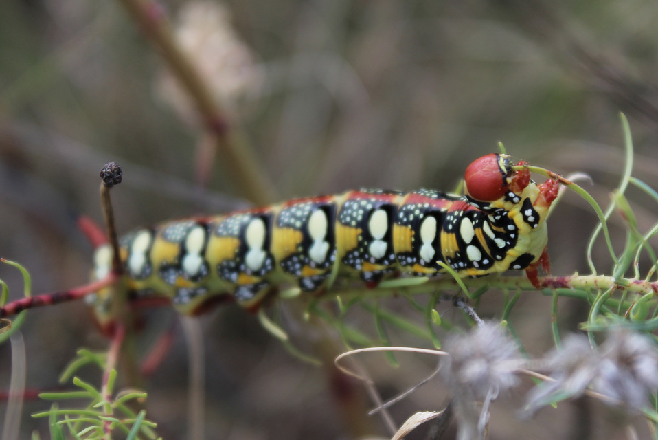 Hyles euphorbiae - kutyatejszender