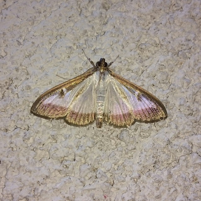 Cydalima perspectalis - puszpáng-tűzmoly