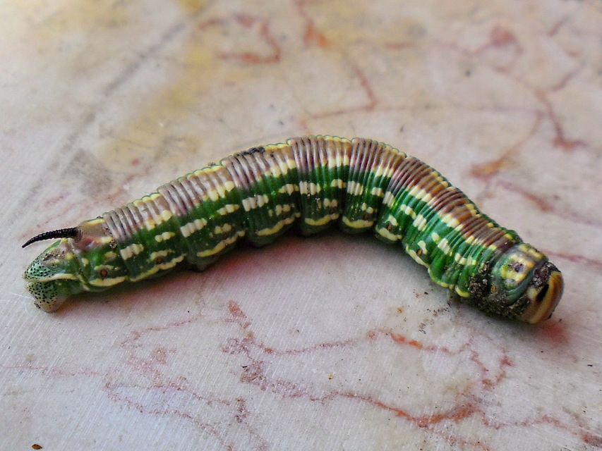 Hyloicus pinastri - fenyőszender