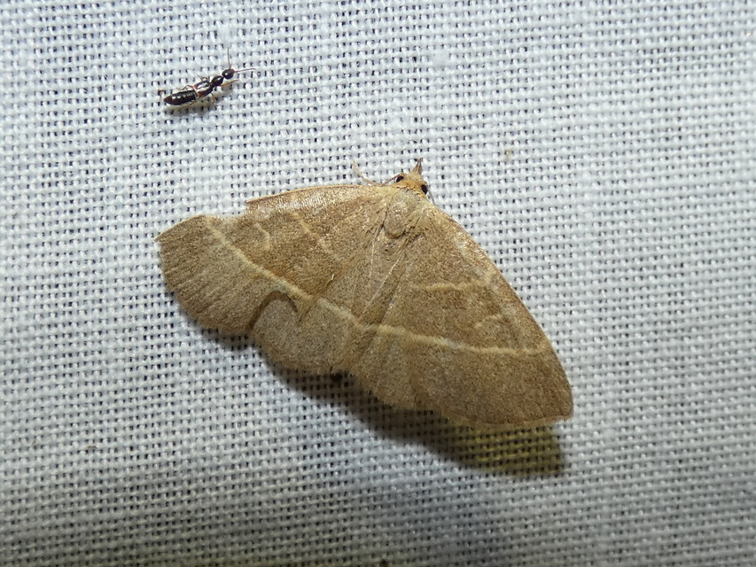 Trisateles emortualis - sárgacsíkos karcsúbagoly