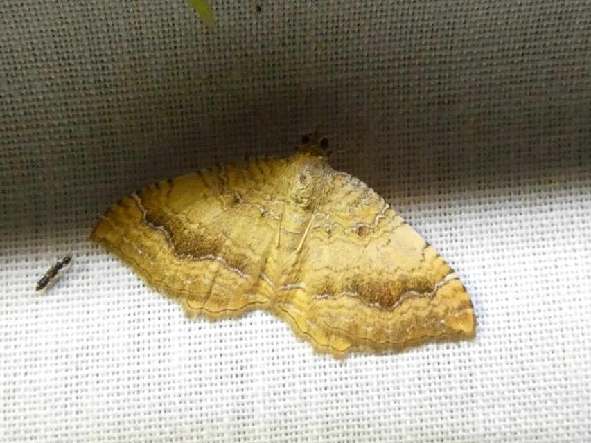 Camptogramma bilineata - kétvonalas sávosaraszoló