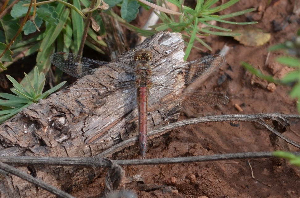 Sympetrum striolatum/vulgatum