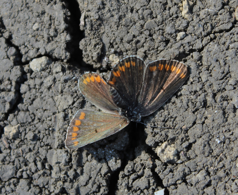 Aricia agestis - szerecsenboglárka