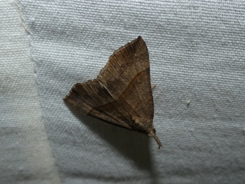 Hypena proboscidalis - ormányos karcsúbagoly