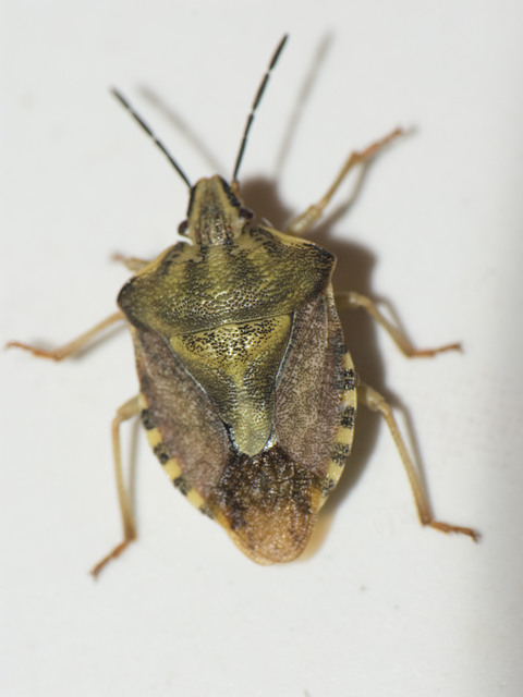 Carpocoris Carpocoris