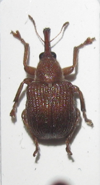 Rhodocyrtus cribripennis