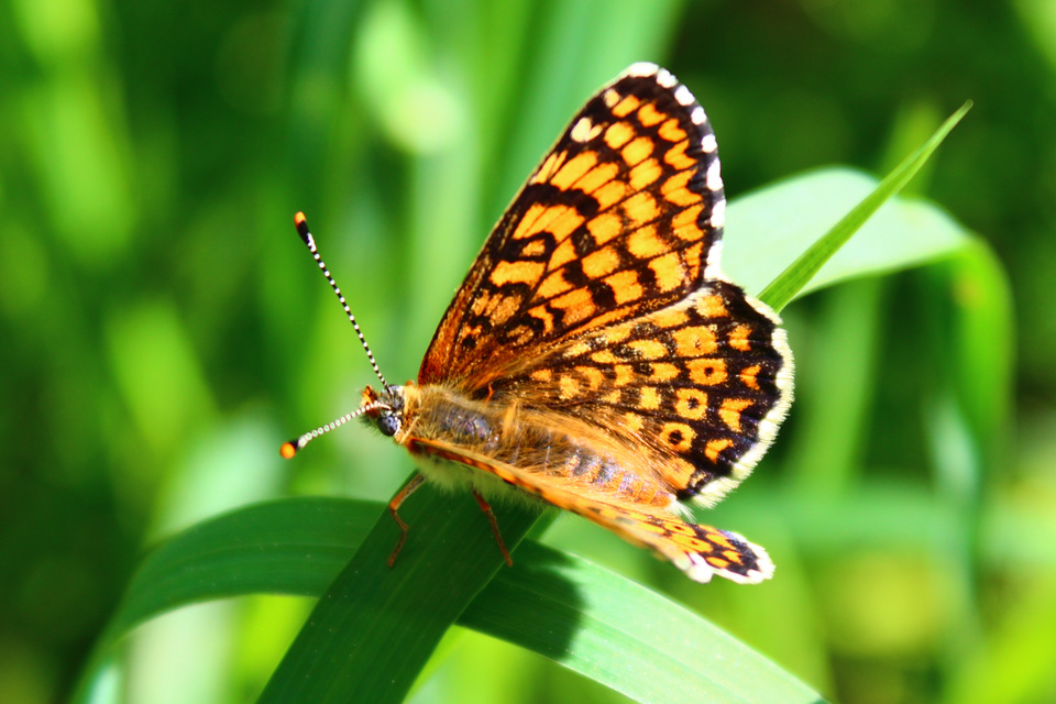 Melitaea cinxia - réti tarkalepke