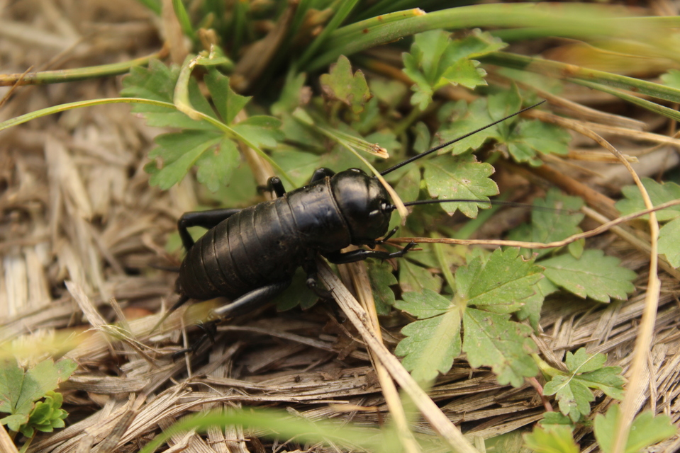 Gryllus campestris - mezei tücsök