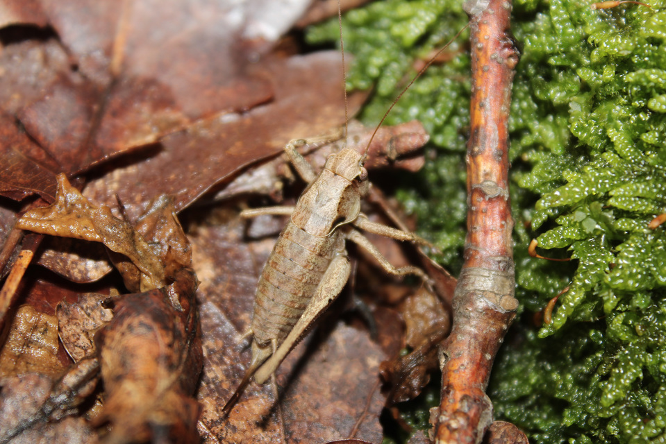 Pholidoptera griseoaptera - szürke avarszöcske