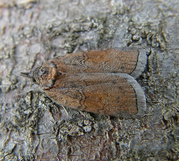 Nycteola asiatica - nyárfa-trapézbagoly