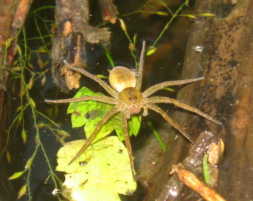 Dolomedes plantarius - parti vidrapók