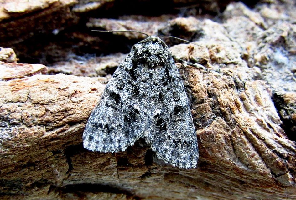 Acronicta rumicis - sóska-szigonyosbagoly Acronicta rumicis - sóska-szigonyosbagoly