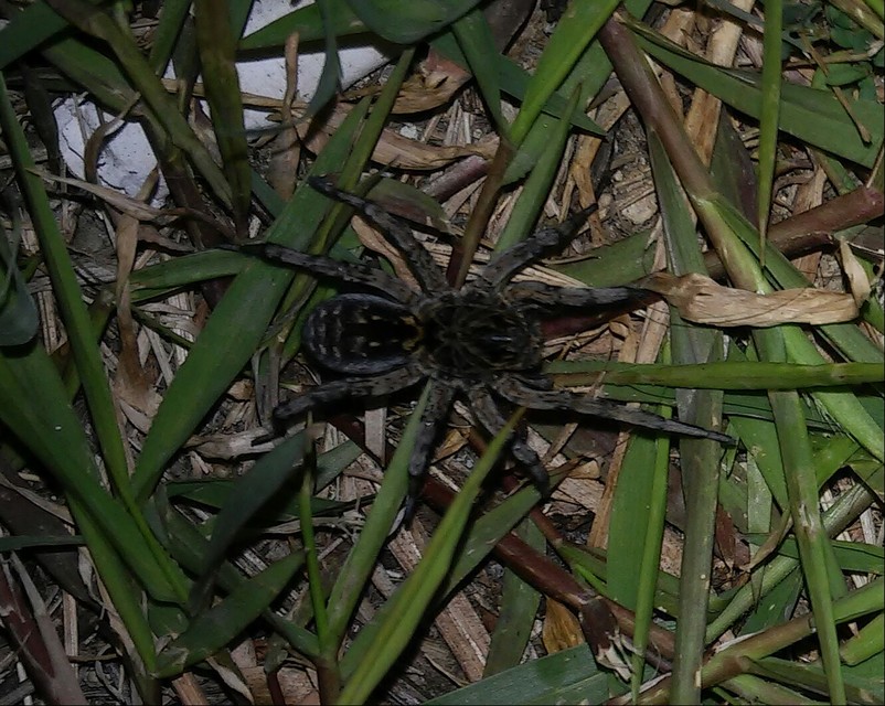 Geolycosa vultuosa - pokoli cselőpók