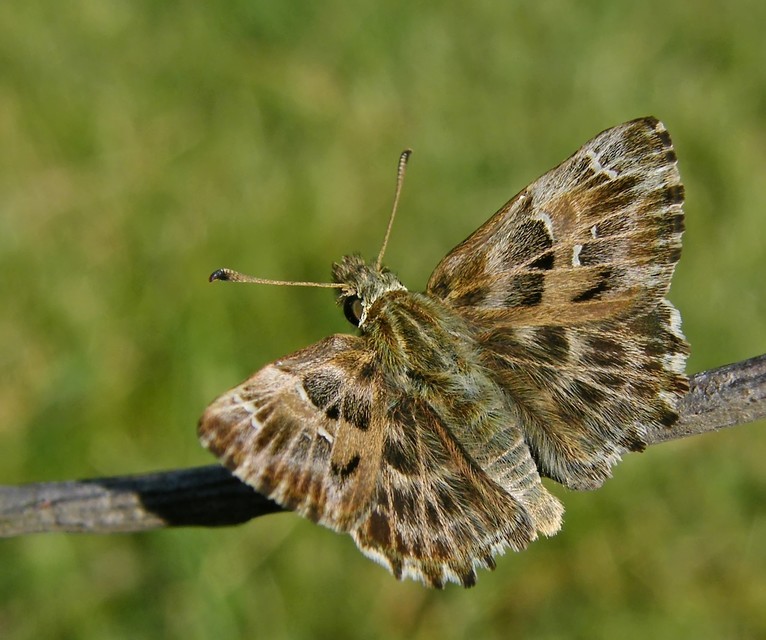 Carcharodus alceae - mályva-busalepke