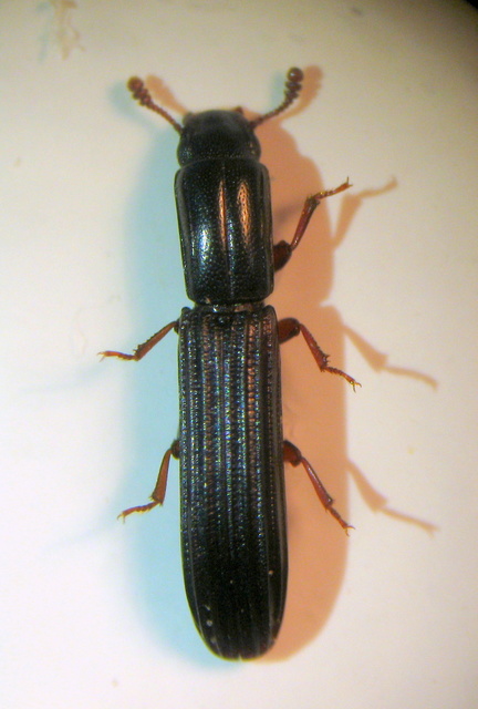 Colydium elongatum - ösztövér héjbogár