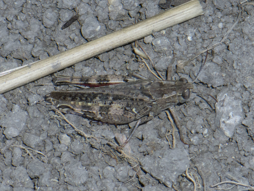 Calliptamus italicus - olaszsáska
