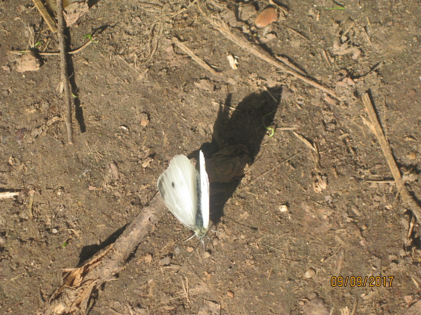 Pieris rapae - répalepke