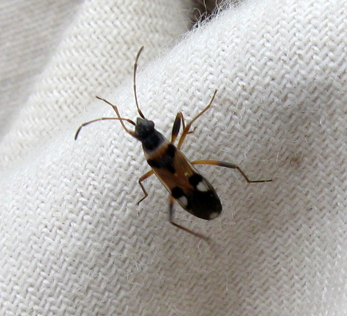 Beosus quadripunctatus - pettyes homokibodobács
