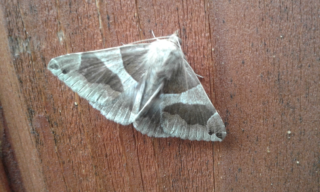 Dysgonia algira - déli porcelánbagoly