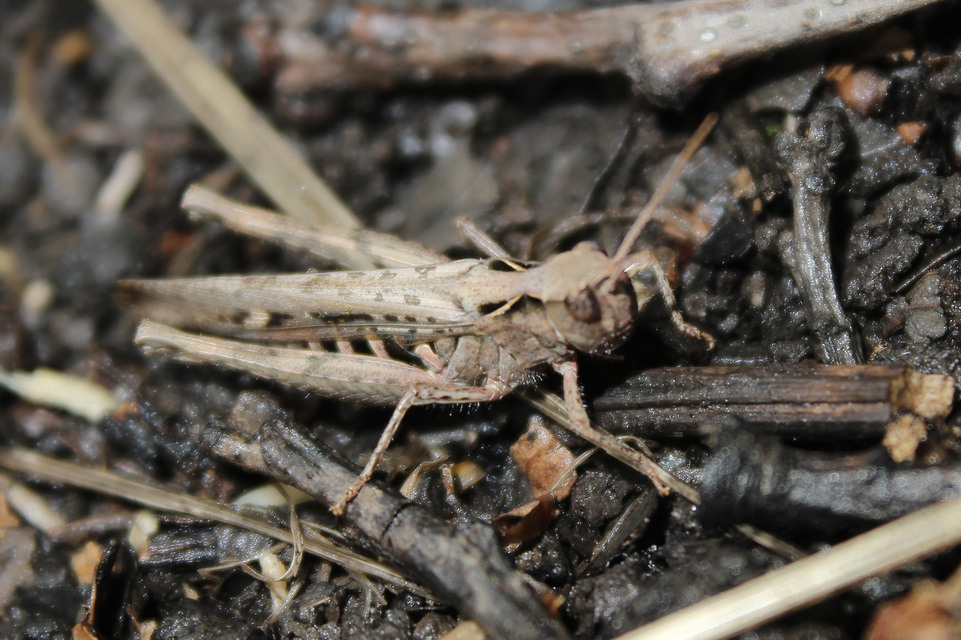 Chorthippus (Glyptobothrus) (subgenus)