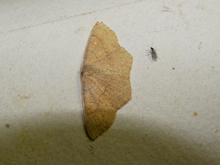 Cyclophora porata - körös pettyesaraszoló