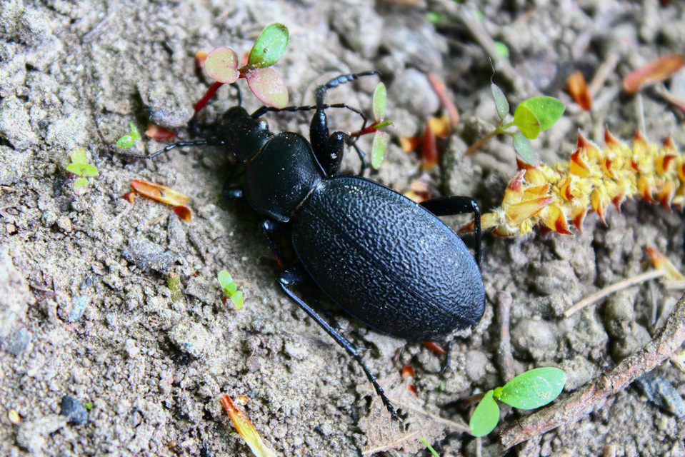 Carabus coriaceus - bőrfutrinka Carabus coriaceus - bőrfutrinka