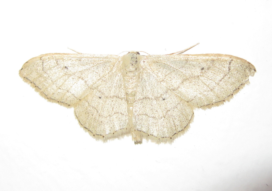 Idaea deversaria - egyszínű sávosaraszoló