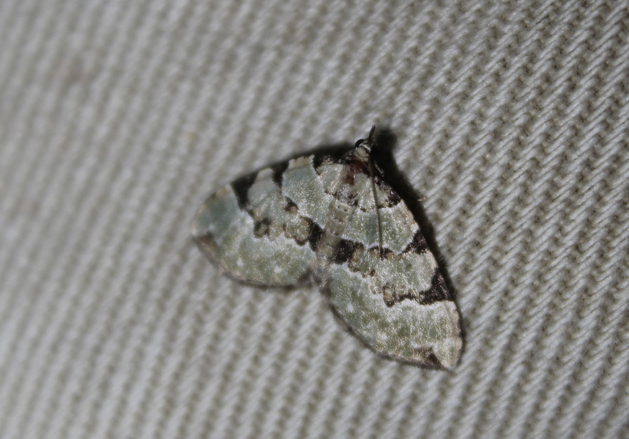 Colostygia pectinataria - zöld levélaraszoló